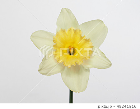 ラッパスイセン 春の花 ラッパスイセン 春の花 49241816