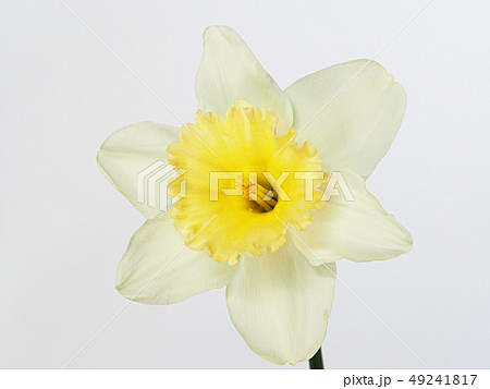 ラッパスイセン　春の花 49241817