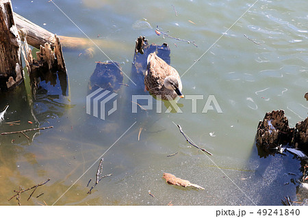 盛岡高松公園、高松の池のカルガモ 49241840