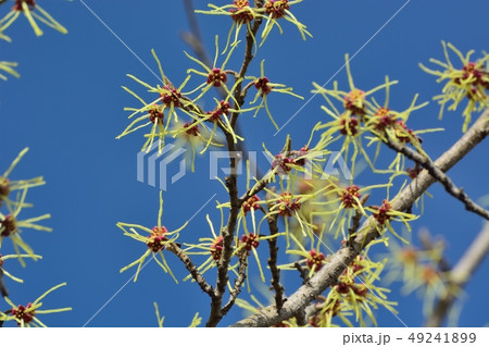 青空を背景にシナマンサクの花 49241899
