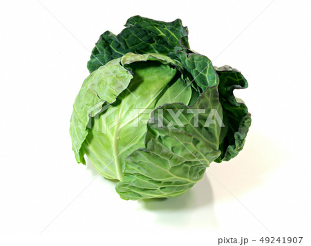 春キャベツ 49241907