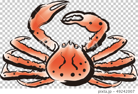 ズワイガニ 49242007