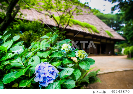 横浜 三渓園 旧矢箆原家住宅前の紫陽花 49242370