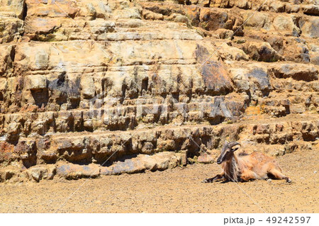 ヒマラヤタール 49242597