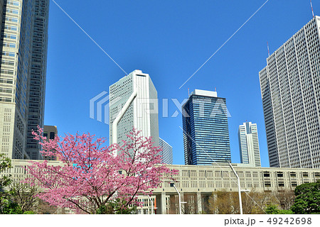 春の新宿副都心、ビル群とさくら 春の新宿副都心、ビル群とさくら 49242698