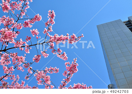 春の新宿副都心、ビル群とさくら 49242703