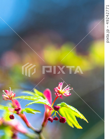 イロハモミジの若葉と花 イロハモミジの若葉と花 49242771