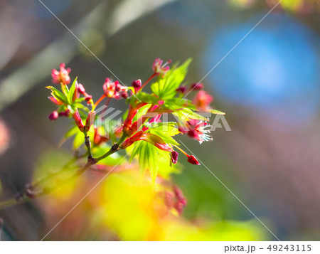 イロハモミジの若葉と花 49243115