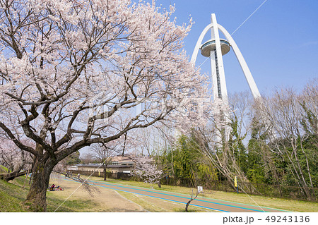 138タワーパークと桜 49243136