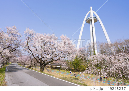 138タワーパークと桜 49243237