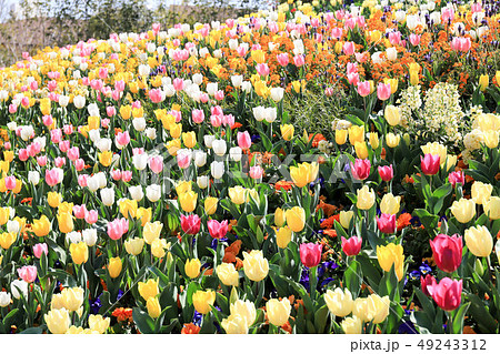 チューリップ 49243312