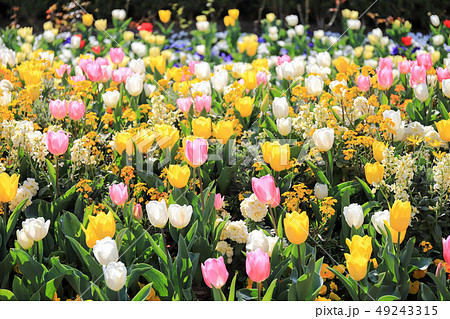 チューリップ 49243315