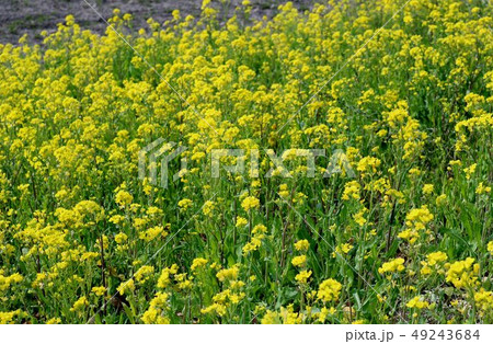 菜の花　満開　春　とちぎ　河川 49243684