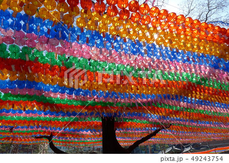 提灯 木 古木 49243754