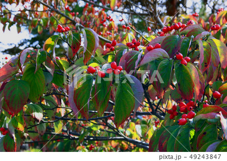 ハナミズキの実の写真素材