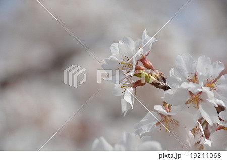 桜 桜 49244068
