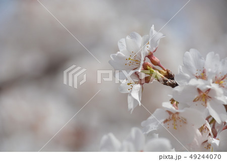 桜 桜 49244070