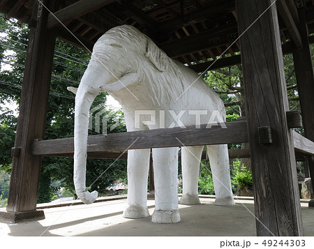 飯能市の観音寺にある白象 49244303
