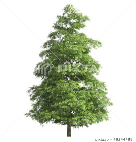 Tree 3d illustration isolated on the white background Tree 3d illustration isolated on the white background 49244499