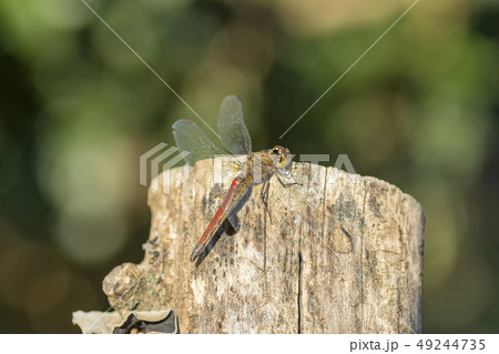 アキアカネ 49244735