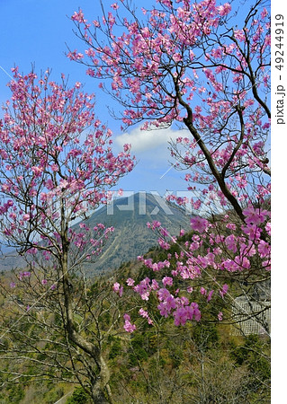 アカヤシオツツジ咲く奥日光の山 49244919