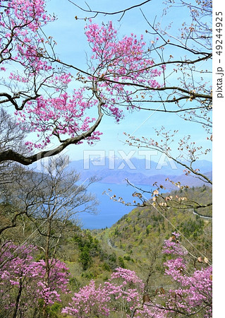 アカヤシオツツジ咲く奥日光の山 アカヤシオツツジ咲く奥日光の山 49244925