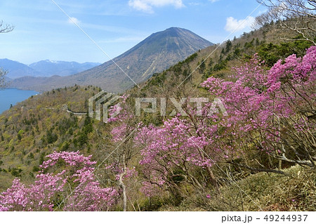 アカヤシオツツジ咲く奥日光の山 49244937