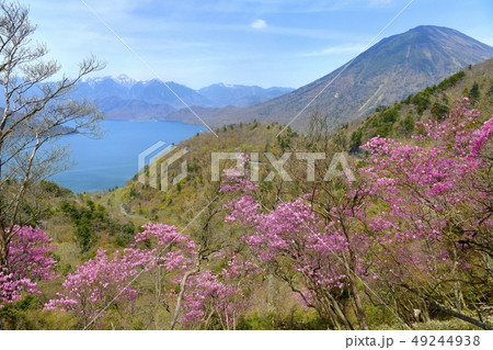 アカヤシオツツジ咲く奥日光の山 49244938