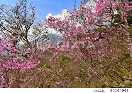 アカヤシオツツジ咲く奥日光の山の写真素材