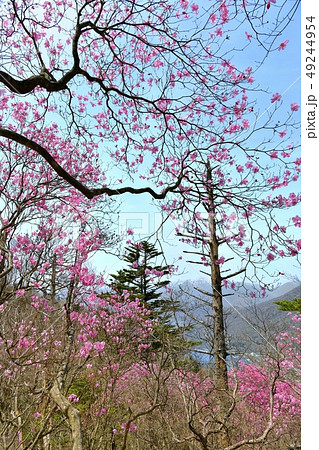アカヤシオツツジ咲く奥日光の山 アカヤシオツツジ咲く奥日光の山 49244954