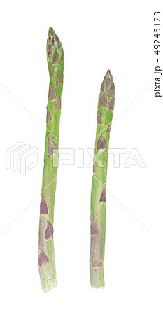 Asparagus officinalis アスパラガス 49245123