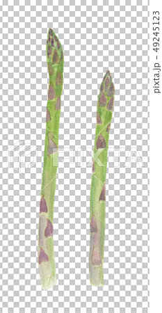 Asparagus officinalis アスパラガス 49245123