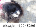 黒い犬 49245296