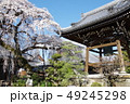 日本の春 49245298