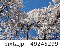 枝垂れ桜 49245299