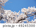 枝垂れ桜 49245300