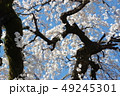 垂れ桜 49245301