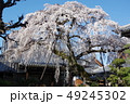 枝垂れさくら 49245302