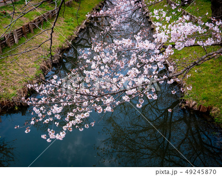 川岸の桜の開花 川越景観百選 新河岸川の桜並木 c 川岸の桜の開花 川越景観百選 新河岸川の桜並木 c 49245870