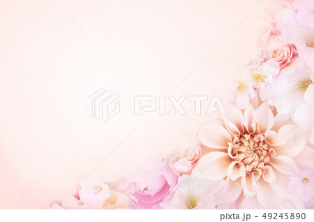 Pink dahlia blossoming flowers background Pink dahlia blossoming flowers background 49245890