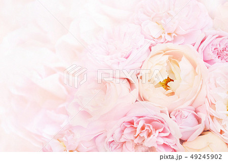 Pink roses on blossoming flowers background 49245902