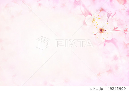 Spring blossom/springtime pink cherry flowers 49245909
