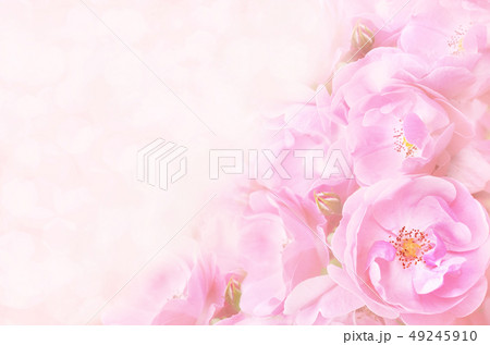 Pink roses on blossoming flowers background Pink roses on blossoming flowers background 49245910