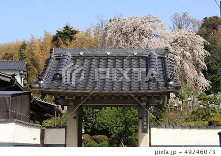 島根県松江市の菩提寺の山門としだれ桜 49246073