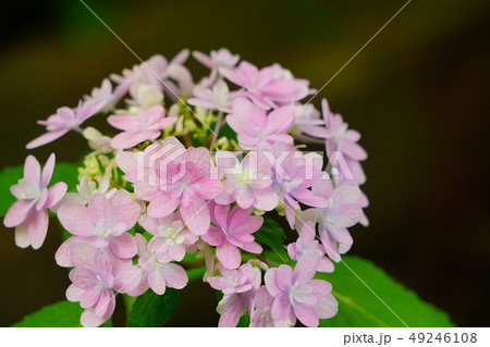 紫陽花 佳澄3 紫陽花 佳澄3 49246108