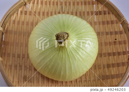 新玉ネギ 49246203