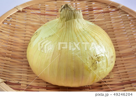 新玉ネギ 49246204