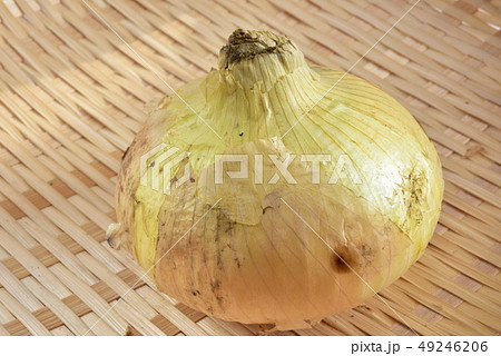 新玉ネギ 49246206