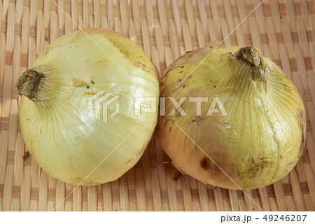 新玉ネギ 49246207