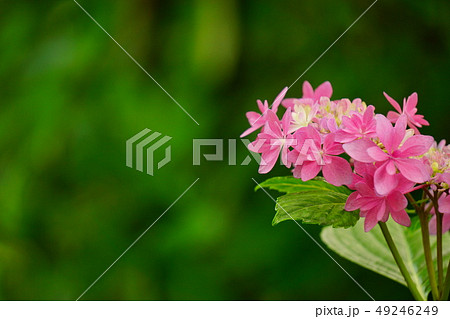 紫陽花 歌合せ7 紫陽花 歌合せ7 49246249
